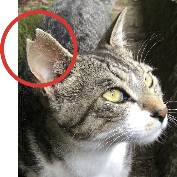 手術を受けた猫の目印